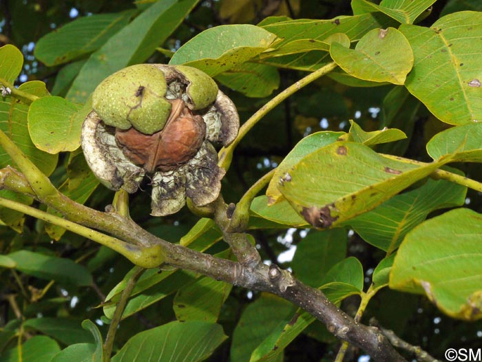 Juglans regia