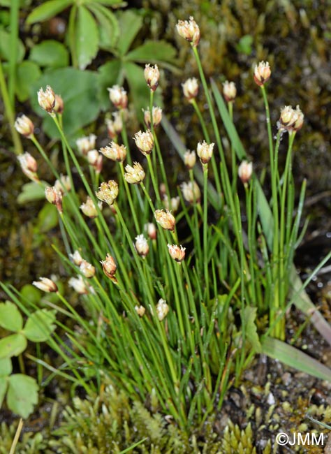 Juncus triglumis