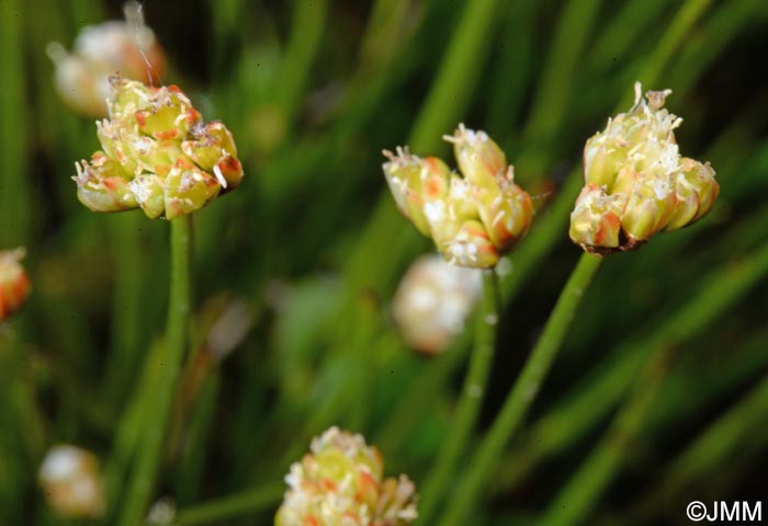 Juncus triglumis