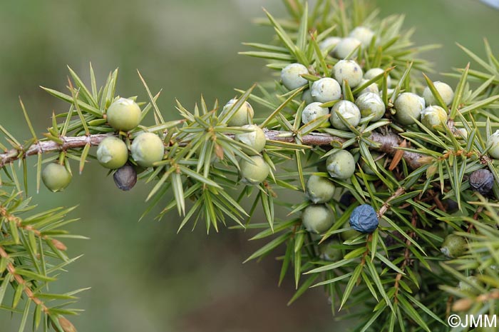 Juniperus communis