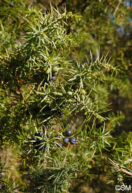 Juniperus communis