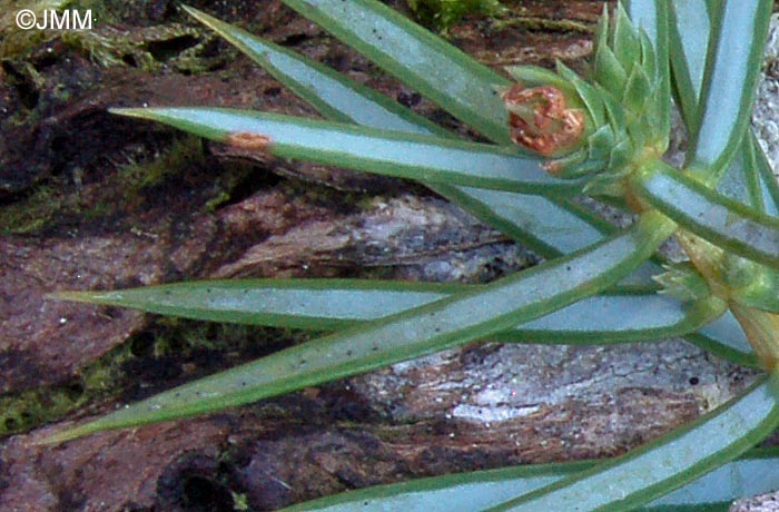 Juniperus communis