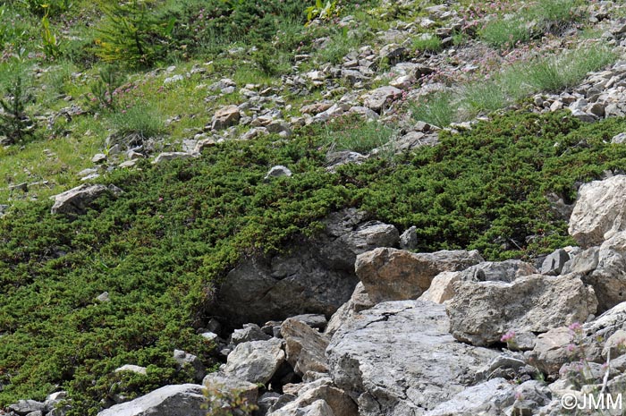 Juniperus communis subsp. nana