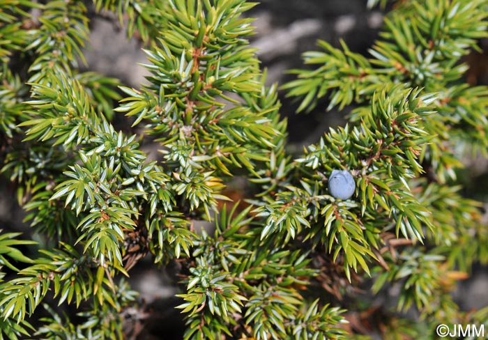 Juniperus communis subsp. nana