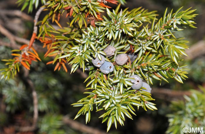 Juniperus communis subsp. nana