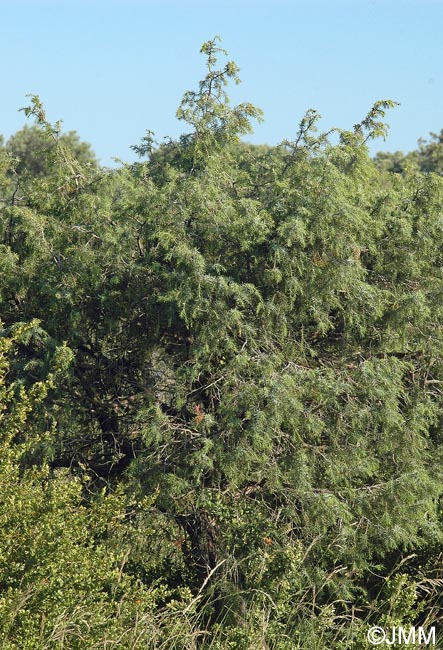 Juniperus oxycedrus