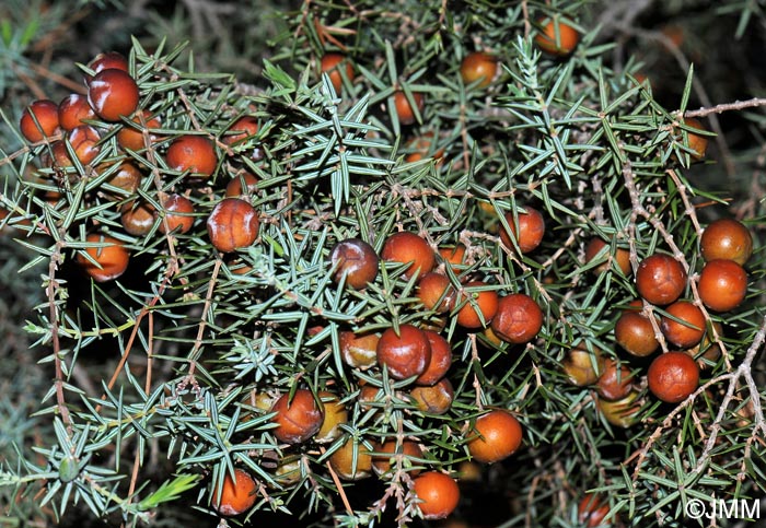 Juniperus oxycedrus