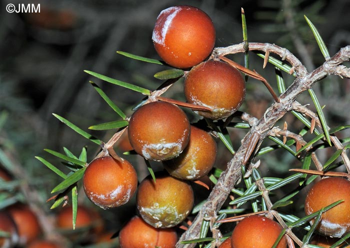 Juniperus oxycedrus