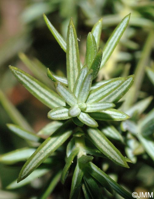 Juniperus oxycedrus