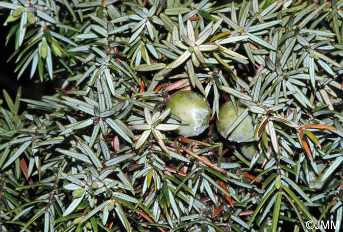 Juniperus oxycedrus subsp. macrocarpa