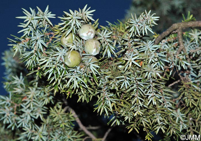 Juniperus oxycedrus subsp. macrocarpa