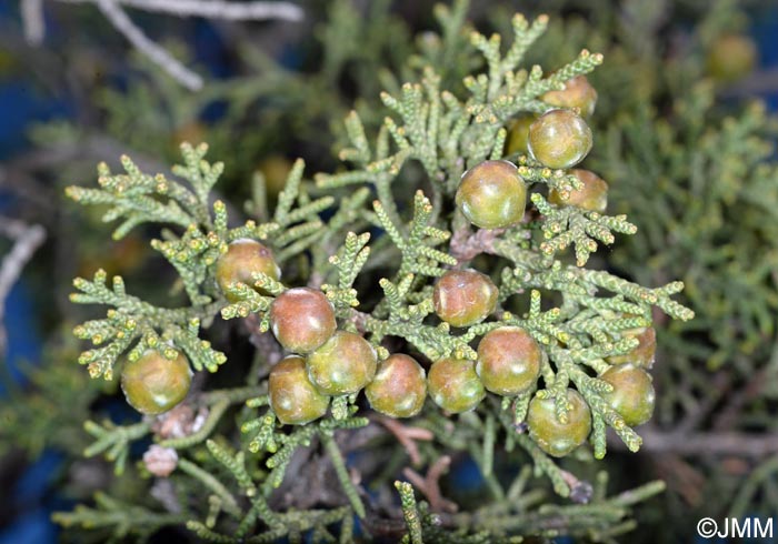 Juniperus phoenicea = Juniperus phoenicea subsp. phoenicea