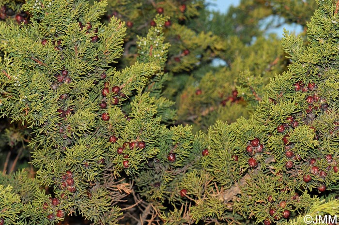 Juniperus phoenicea subsp. turbinata