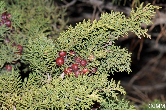 Juniperus phoenicea subsp. turbinata