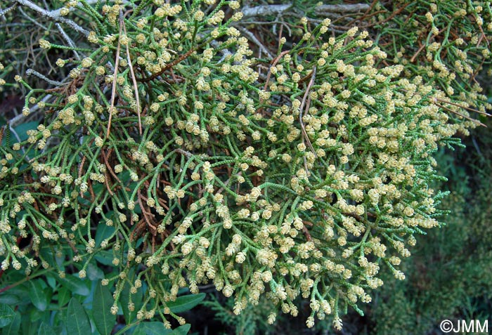 Juniperus phoenicea subsp. turbinata