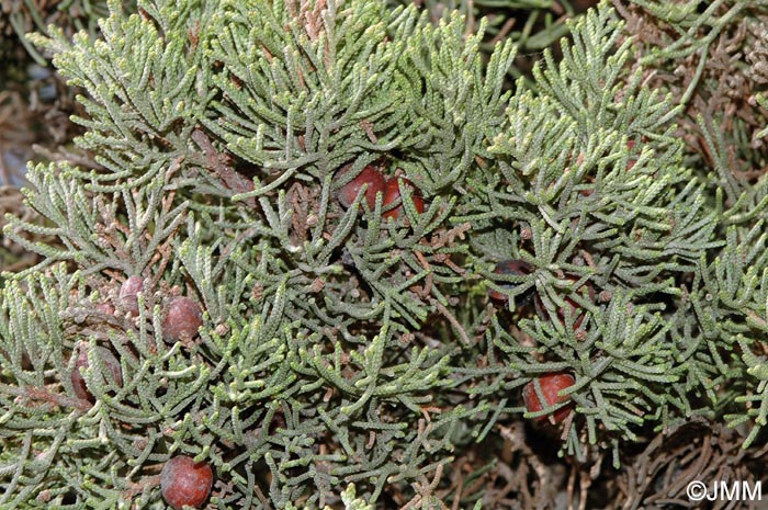 Juniperus phoenicea subsp. turbinata