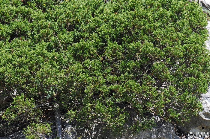 Juniperus sabina