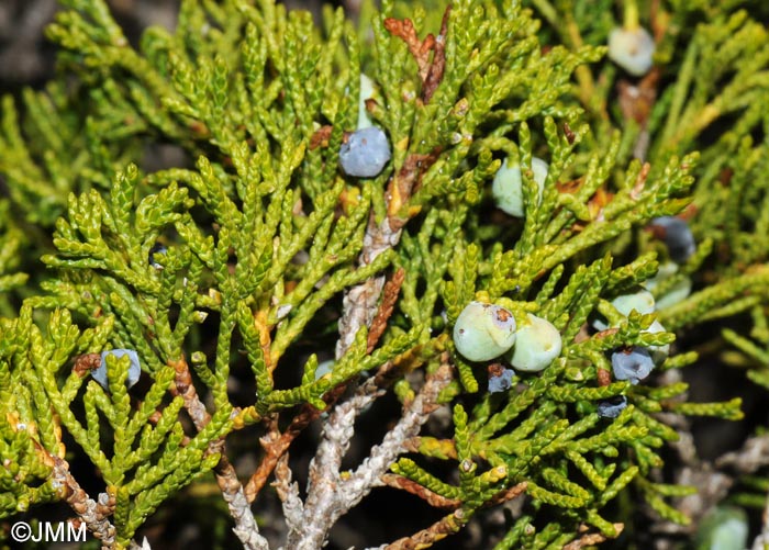 Juniperus sabina