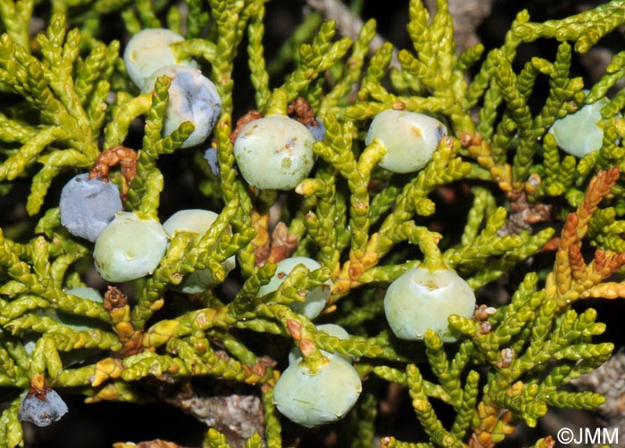 Juniperus sabina