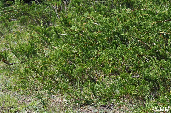 Juniperus sabina