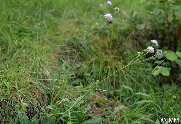 Knautia arvensis