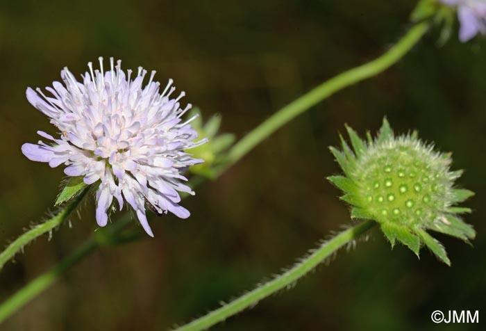 Knautia arvensis