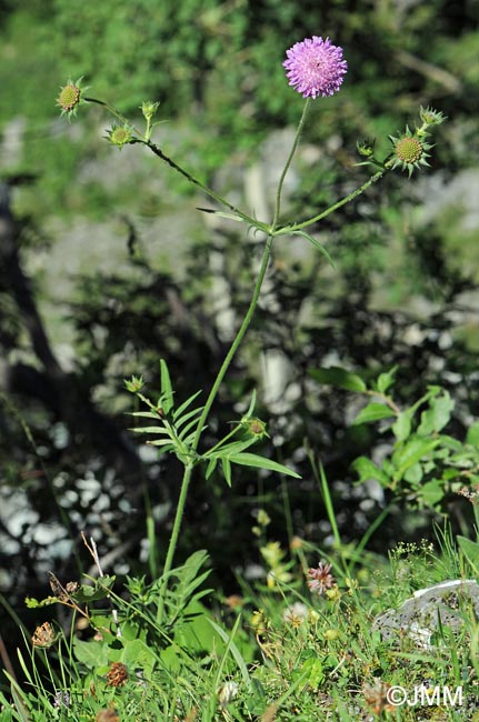 Knautia arvensis