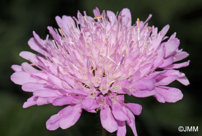 Knautia arvensis