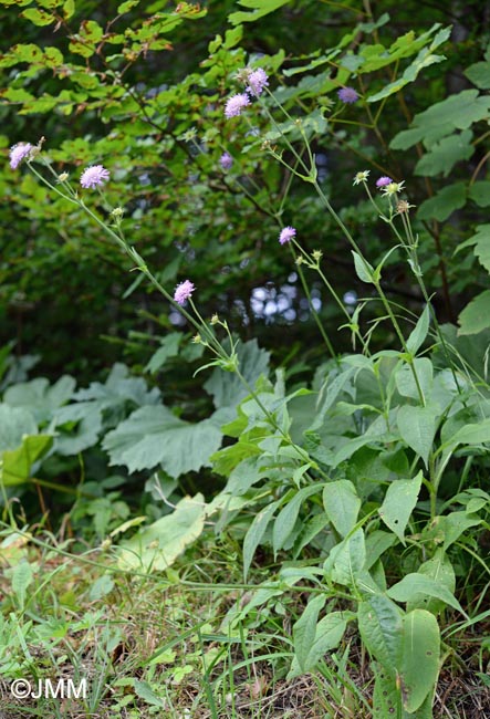 Knautia dipsacifolia