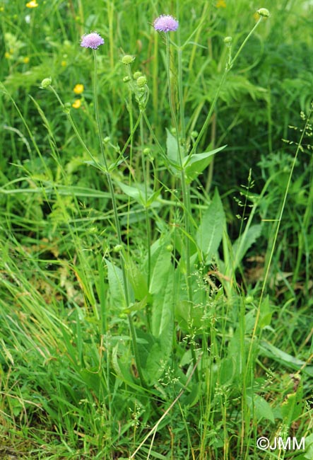 Knautia dipsacifolia