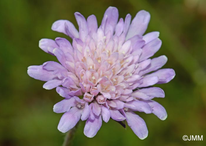 Knautia dipsacifolia