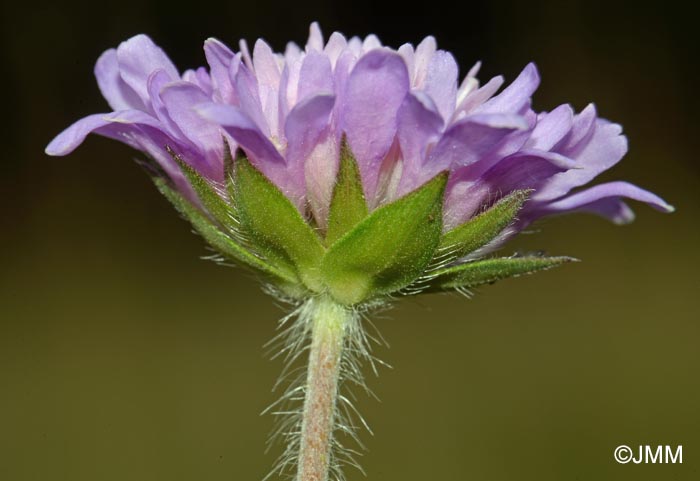 Knautia dipsacifolia