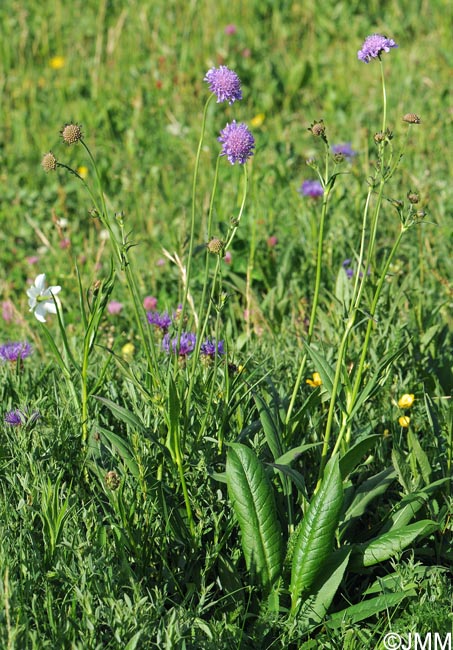 Knautia godetii