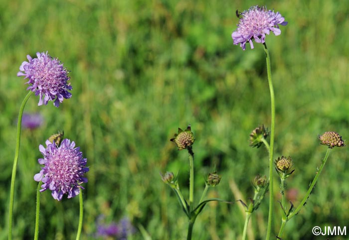 Knautia godetii