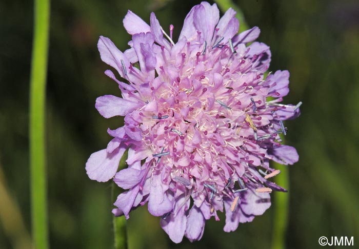 Knautia godetii