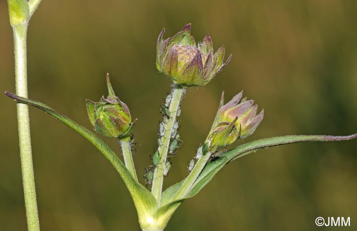 Knautia godetii