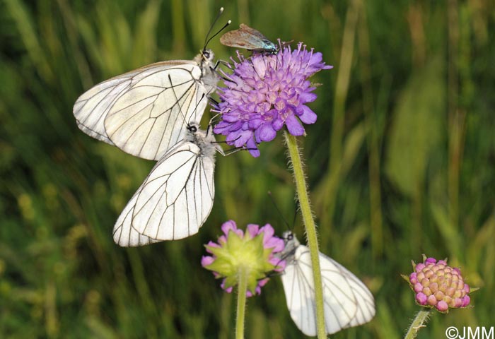 Knautia godetii