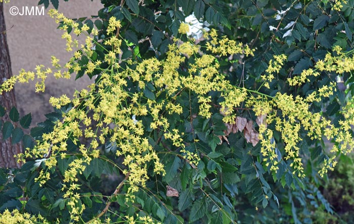 Koelreuteria paniculata