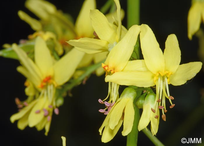 Koelreuteria paniculata