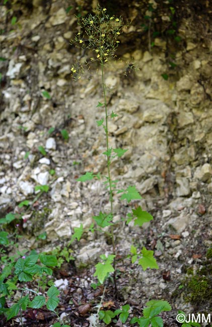 Lactuca muralis = Mycelis muralis