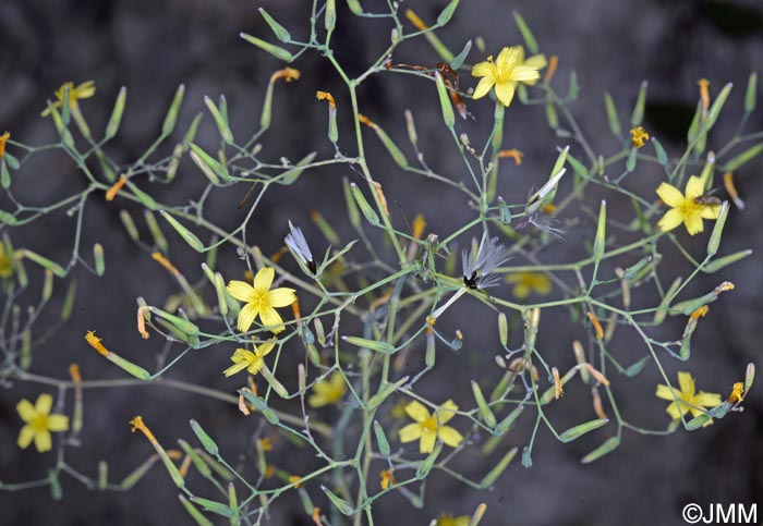 Lactuca muralis = Mycelis muralis