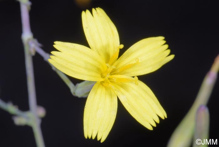 Lactuca muralis = Mycelis muralis