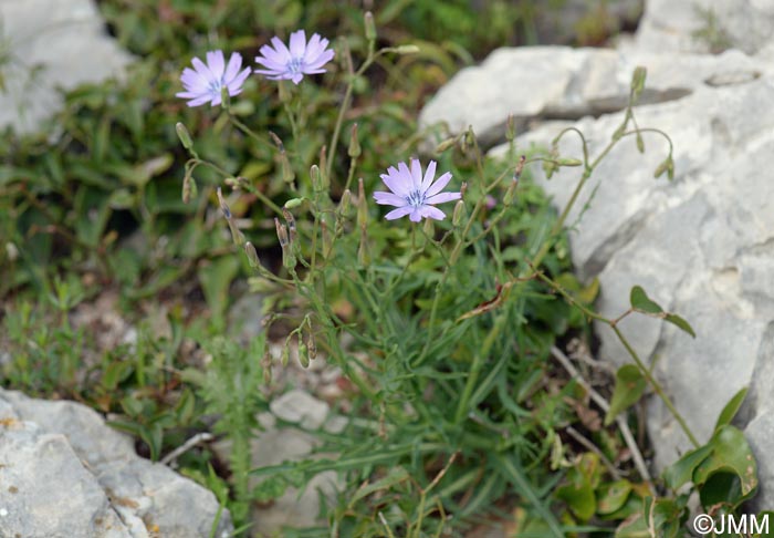 Lactuca perennis