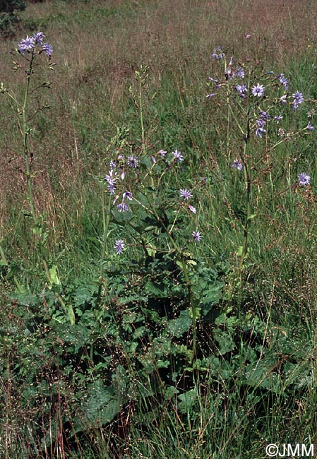 Lactuca plumieri = Cicerbita plumieri