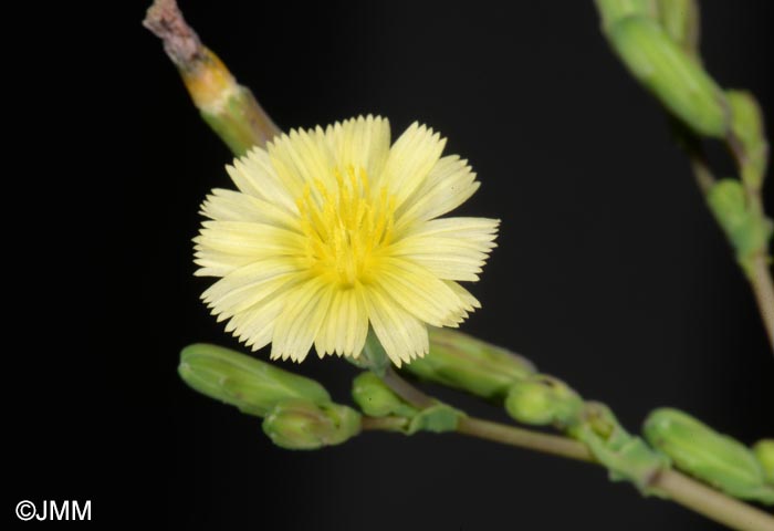 Lactuca serriola