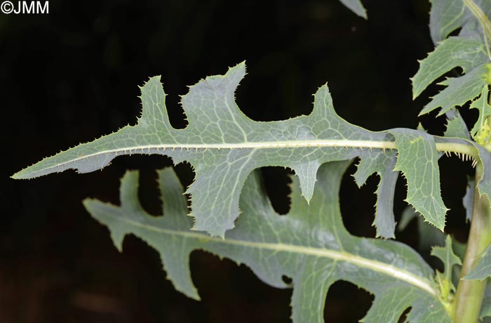 Lactuca serriola