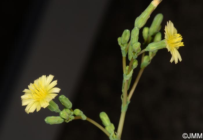 Lactuca serriola