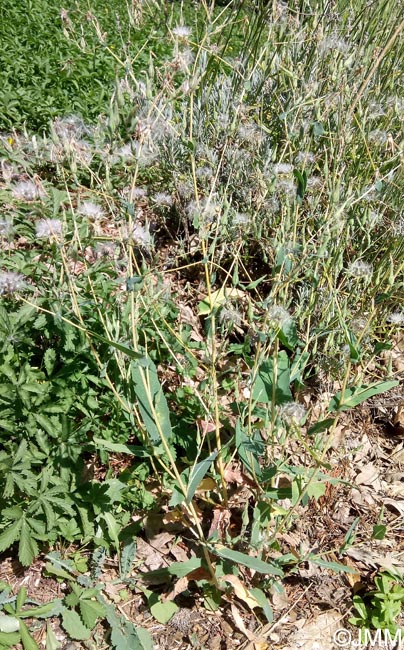 Lactuca virosa