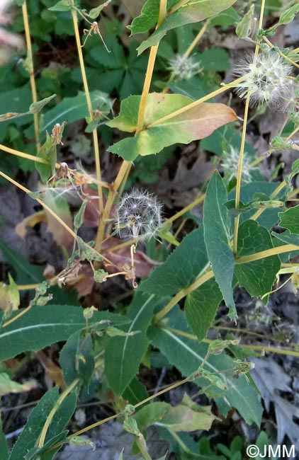 Lactuca virosa