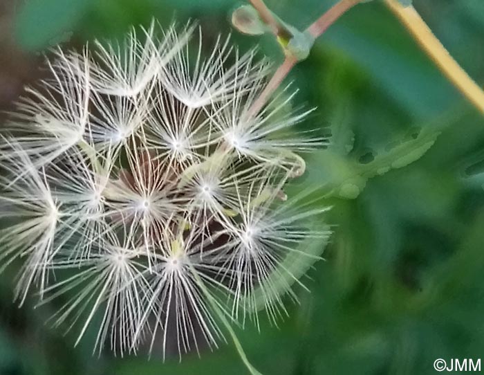 Lactuca virosa